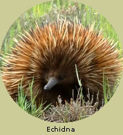 Echidna