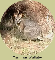 Tammar Wallaby
