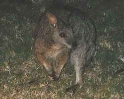 Tammar Wallaby