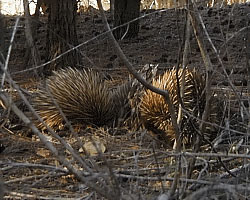 Echidnas