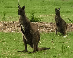 Kangaroo Island Kangaroo