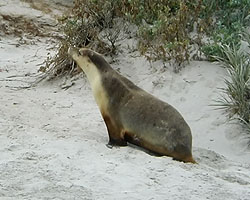 Australian Sealion