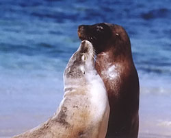 Sealion Kiss