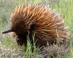 Echidna