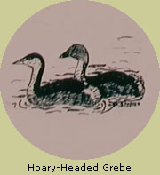 Hoary-Headed Grebe