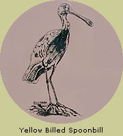 Yellow Billed Spoonbill