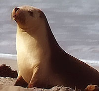 Australian Sea-Lion at Seal Bay