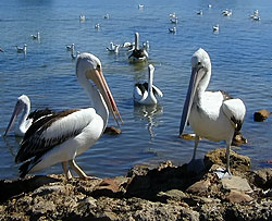 American River Pelicans