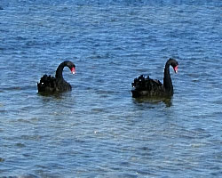 Black Swans