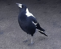 Local Magpie