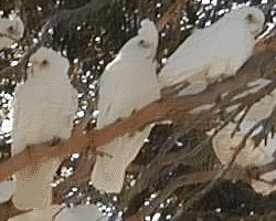 Corellas in Kingscote