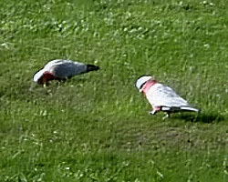 Galahs feeding