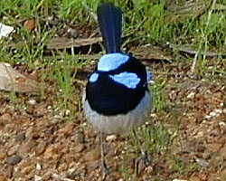 Blue Wren