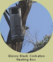 Glossy Black Cockatoo Nesting Box