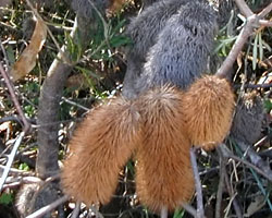 Banksia marginata