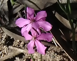 Tetratheca halmaturina