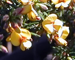 Pultenaea vestita