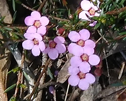Baeckea crassifolia
