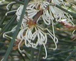Hakea sp.
