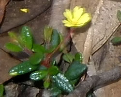 Hibbertia sp.