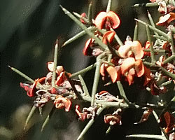 Daviesia genistifolia