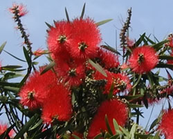Callistemon sp.