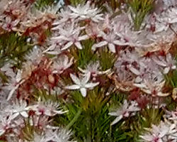 Calytrix sp.