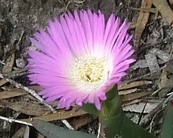 Carpobrotus rossii