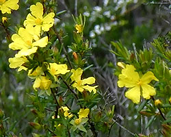 Hibbertia sp.