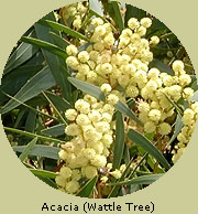 Acacia (Wattle Tree)