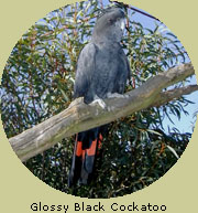 Glossy Black Cockatoo