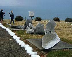 Part of a whale skeleton
