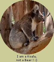 Koala