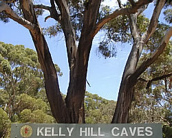 Kelly Hill Caves