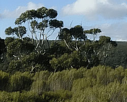 View over Lathami Conservation Park