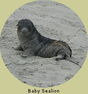 Baby Sealion