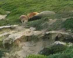 Dunes are a safe place to relax
