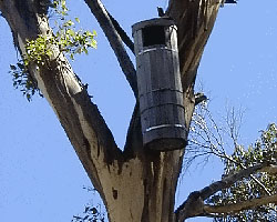 Glossy Black Cockatoo - Nesting Box