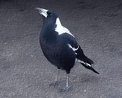 A local Magpie