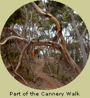 Part of the Cannery Walk