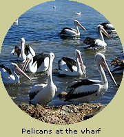 Pelicans at the wharf