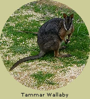 Tammar Wallaby