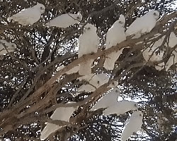 Corellas at the Foreshore