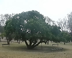 The famous Mulberry tree