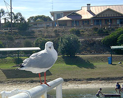 Pool picnic area in the background