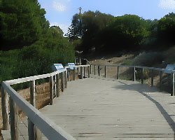 Penguin Walk